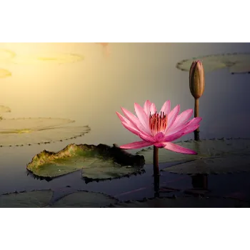 Lotus Plant2-9580798-86046.webp